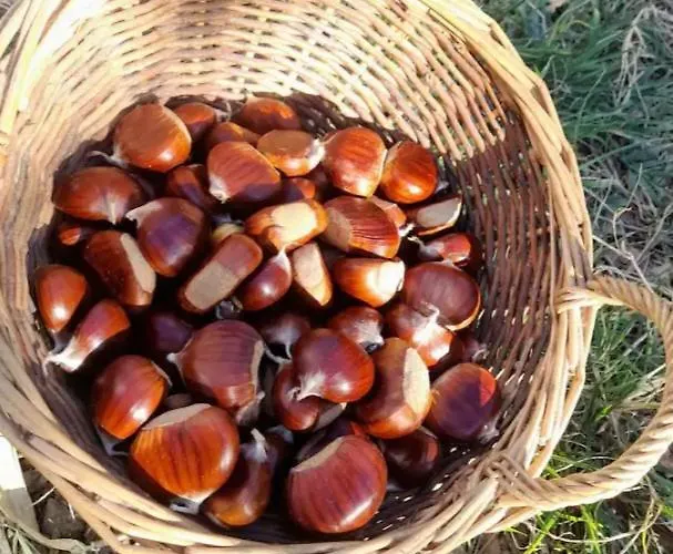 Maison rustique au pied de la Montagne Noire * Cassagnolles